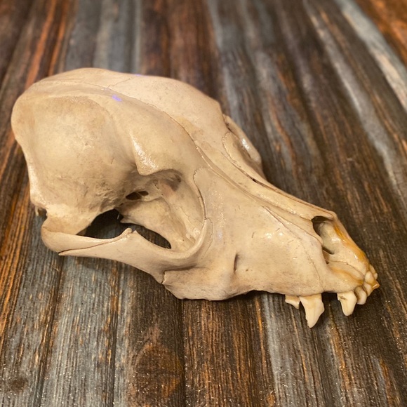 DOMESTIC DOG SKULL - Picture 4 of 4